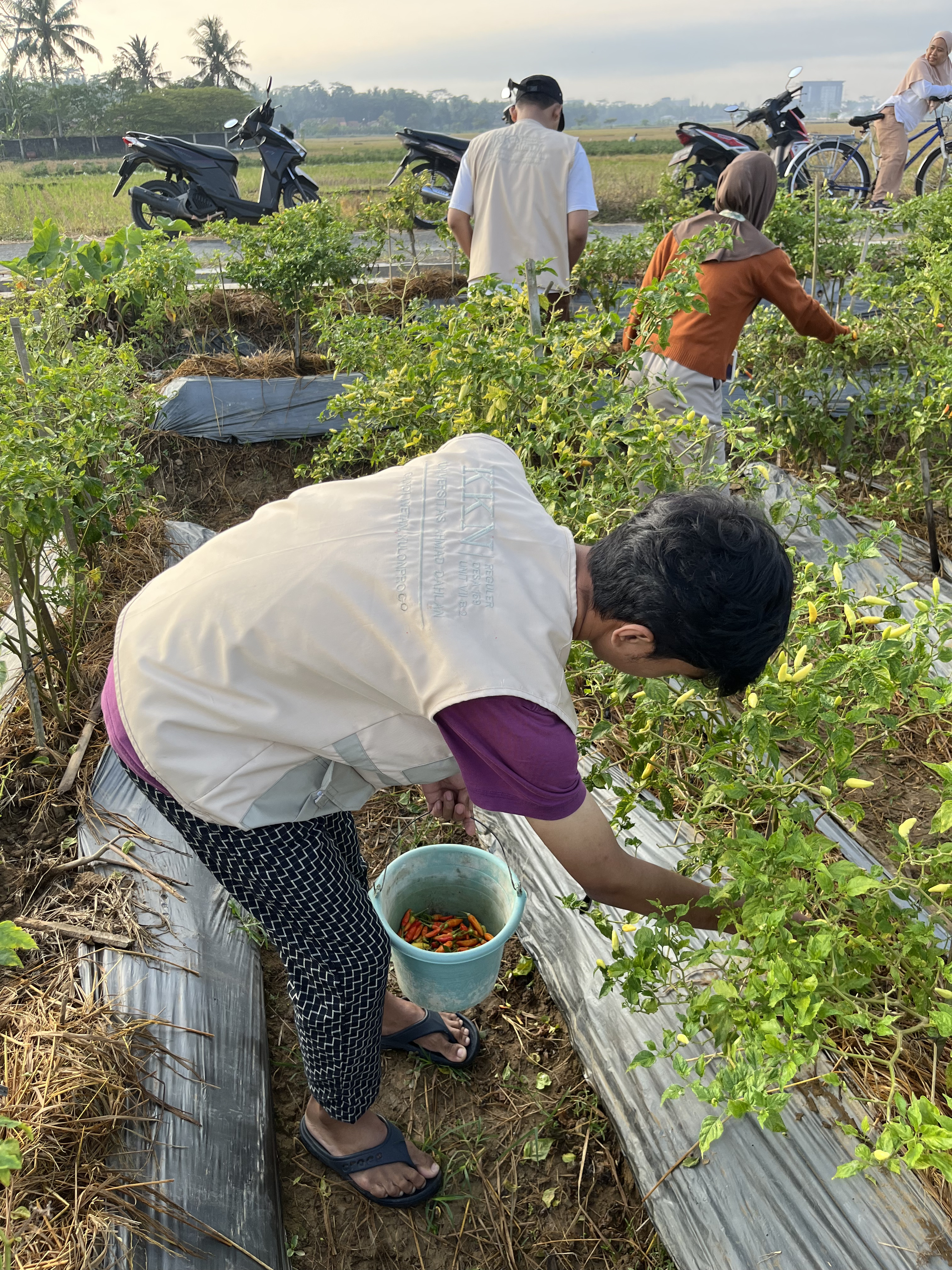Kegiatan Panen Cabe